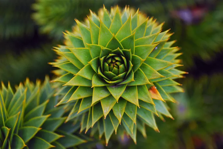 Pictures from here https://www.treehugger.com/amazing-fractals-found-in-nature-4868776
